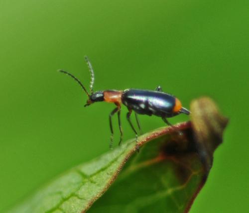 Attalus minimus